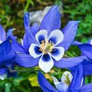 Blue Columbines Aquilegia Seeds Balcony Bonsai Plant Flowers 5 PCS Seeds