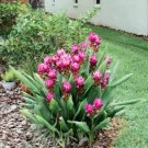 Blue Curcuma Bonsai Flower 200 PCS Seeds