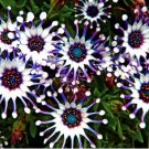 Blue Daisy White Heart Very Beautiful Garden Flowers 200 PCS Seeds Blue Daisy White Heart Very Beautiful Garden Flowers 200 PCS Seeds