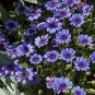 Blue Daisy White Heart Very Beautiful Garden Flowers 200 PCS Seeds