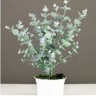 Blue Eucalyptus Mini Tree Exotic Shrub Flower Pots Planters Tropical 100 PCS Seeds