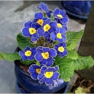 Blue Evening Primrose fragrant DIY Flower Hardy Plant Evening Primrose 200 PCS Seeds