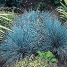 Blue Fescue Grass bonsais 200 PCS Seeds