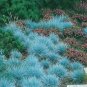 Blue Fescue Grass bonsais 200 PCS Seeds