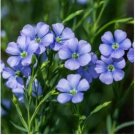 Blue Flax ORGANIC NEWLY HARVESTED BEAUTIFUL BLUE FLOWERS 50 PCS Seeds Blue Flax ORGANIC NEWLY HARVESTED BEAUTIFUL BLUE FLOWERS 50 PCS Seeds