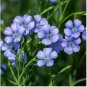 Blue Flax ORGANIC NEWLY HARVESTED BEAUTIFUL BLUE FLOWERS 50 PCS Seeds
