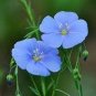 Blue Flax ORGANIC NEWLY HARVESTED BEAUTIFUL BLUE FLOWERS 50 PCS Seeds