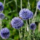 Blue Globe Thistle Echinops Big Onion Flowers 50 PCS Seeds Blue Globe Thistle Echinops Big Onion Flowers 50 PCS Seeds