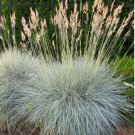 Blue Grass Seeds Perennial 500 PCS Seeds