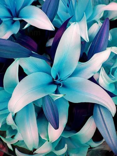 Blue Heart Lily Plant Heirloom Lilium Lily Flower Fragrant Perennial Flower 50 PCS Seeds