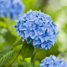 Blue Hydrangea Paniculata Grandiflora 15 PCS Seeds