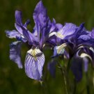 Blue Iris Plant Bearded Iris Flower Flores Rare Bonsai Plant 200 PCS Seeds Blue Iris Plant Bearded Iris Flower Flores Rare Bonsai Plant 200 PCS Seeds