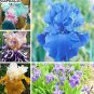 Blue Iris Plant Bearded Iris Flower Flores Rare Bonsai Plant 200 PCS Seeds