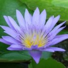 Blue Lotus Flowers Nymphaea Caerulea Asian Water Lily Pad Flower Pond 1 PCS Seeds