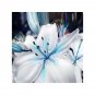 Blue Heart Lily Seeds Potted Plant Bonsai Lily Flower 50 PCS Seeds