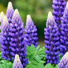 Blue Lupinus Perennial Flowering Plant 15 PCS Seeds