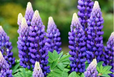 Blue Lupinus Perennial Flowering Plant 15 PCS Seeds