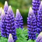 Blue Lupinus Perennial Flowering Plant 15 PCS Seeds