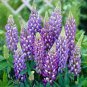 Blue Lupinus Perennial Flowering Plant 15 PCS Seeds
