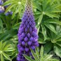 Blue Lupinus Perennial Flowering Plant 15 PCS Seeds