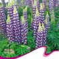 Blue Lupinus Perennial Flowering Plant 15 PCS Seeds