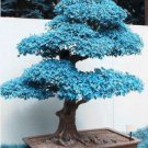 Blue Maple Tree Seeds Bonsai 50 PCS Seeds Blue Maple Tree Seeds Bonsai 50 PCS Seeds
