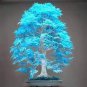 Blue Maple Tree Seeds Bonsai 50 PCS Seeds