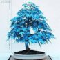 Blue Maple Tree Seeds Bonsai 50 PCS Seeds