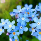 Blue Myosotis Sylvatica Forget-me Flower 60 PCS Seeds Blue Myosotis Sylvatica Forget-me Flower 60 PCS Seeds
