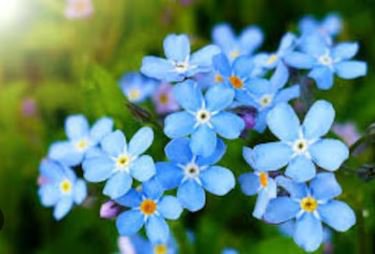 Blue Myosotis Sylvatica Forget-me Flower 60 PCS Seeds