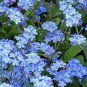 Blue Myosotis Sylvatica Forget-me Flower 60 PCS Seeds