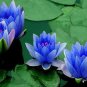 Blue Nelumbo Nucifera China Beautiful Lotus Pad Flower Pond 1 PCS Seeds