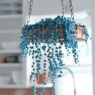 Blue Pearl Chlorophytum Bonsai 200 PCS Seeds