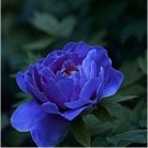 Blue Peony rare ornamental new dark blue big blooms 5 PCS Seeds