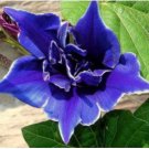 Blue Picotee Morning Glory 20 PCS Seeds