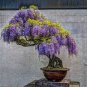 Blue Purple Lavender Series Bonsai Flowers 20 PCS Seeds