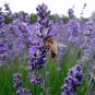 Blue Purple Lavender Series Bonsai Flowers 20 PCS Seeds