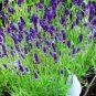 Blue Purple Lavender Series Bonsai Flowers 20 PCS Seeds