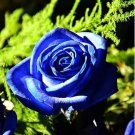 Blue Rose Fragrant Gardens Flowering Plants Strong Blue Dragon Rose 100 PCS Seeds Blue Rose Fragrant Gardens Flowering Plants Strong Blue Dragon Rose 100 PCS Seeds