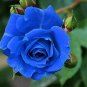 Blue Rose Fragrant Gardens Flowering Plants Strong Blue Dragon Rose 100 PCS Seeds