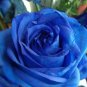 Blue Rose Seeds Double Big Flowers 100 PCS Seeds