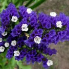 Blue Sea Lavender 30 PCS Seeds