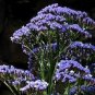 Blue Sea Lavender 30 PCS Seeds