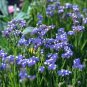 Blue Sea Lavender 30 PCS Seeds