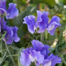 Blue Royal Sweet Pea 20 PCS Seeds