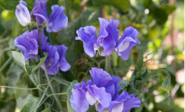 Blue Royal Sweet Pea 20 PCS Seeds