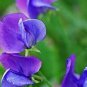 Blue Royal Sweet Pea 20 PCS Seeds