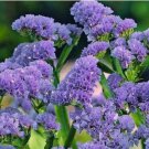 Blue Sea Lavender Limonium Sinuatum 30 PCS Seeds Blue Sea Lavender Limonium Sinuatum 30 PCS Seeds
