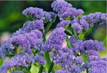 Blue Sea Lavender Limonium Sinuatum 30 PCS Seeds