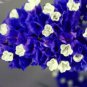 Blue Sea Lavender Limonium Sinuatum 30 PCS Seeds